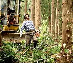 Tree Removal Neehna, WI