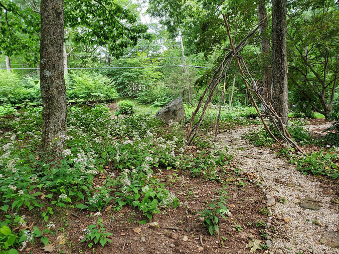 front garden with white wood asters blooming.jpg