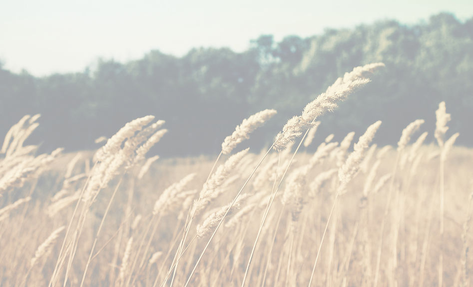 Wheat Field_edited.jpg