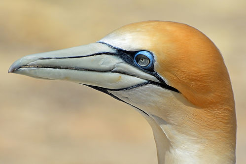 northern-gannet-1577300_960_720.jpg