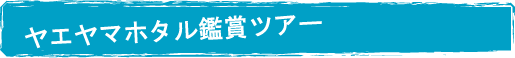 石垣島でヤエヤマヒメボタル観賞ツアー