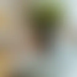 Top 7 Same-Day Flower Delivery Platforms in the USA