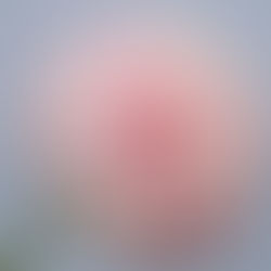 Decorating with Timeless Floral Accents for Effortless Year-Round Style