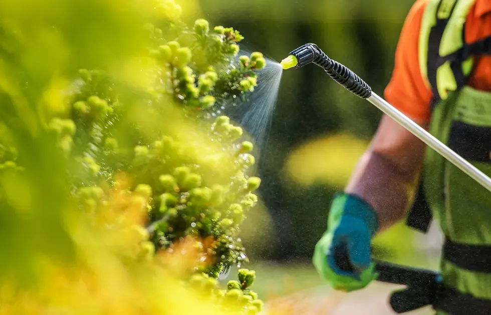 Simple Habits That Keep Pests From Ruining Your Outdoor Living Space