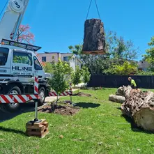 Backyard Makeovers That Start With the Trees: When Removal Is the First Step to Better Outdoor Design
