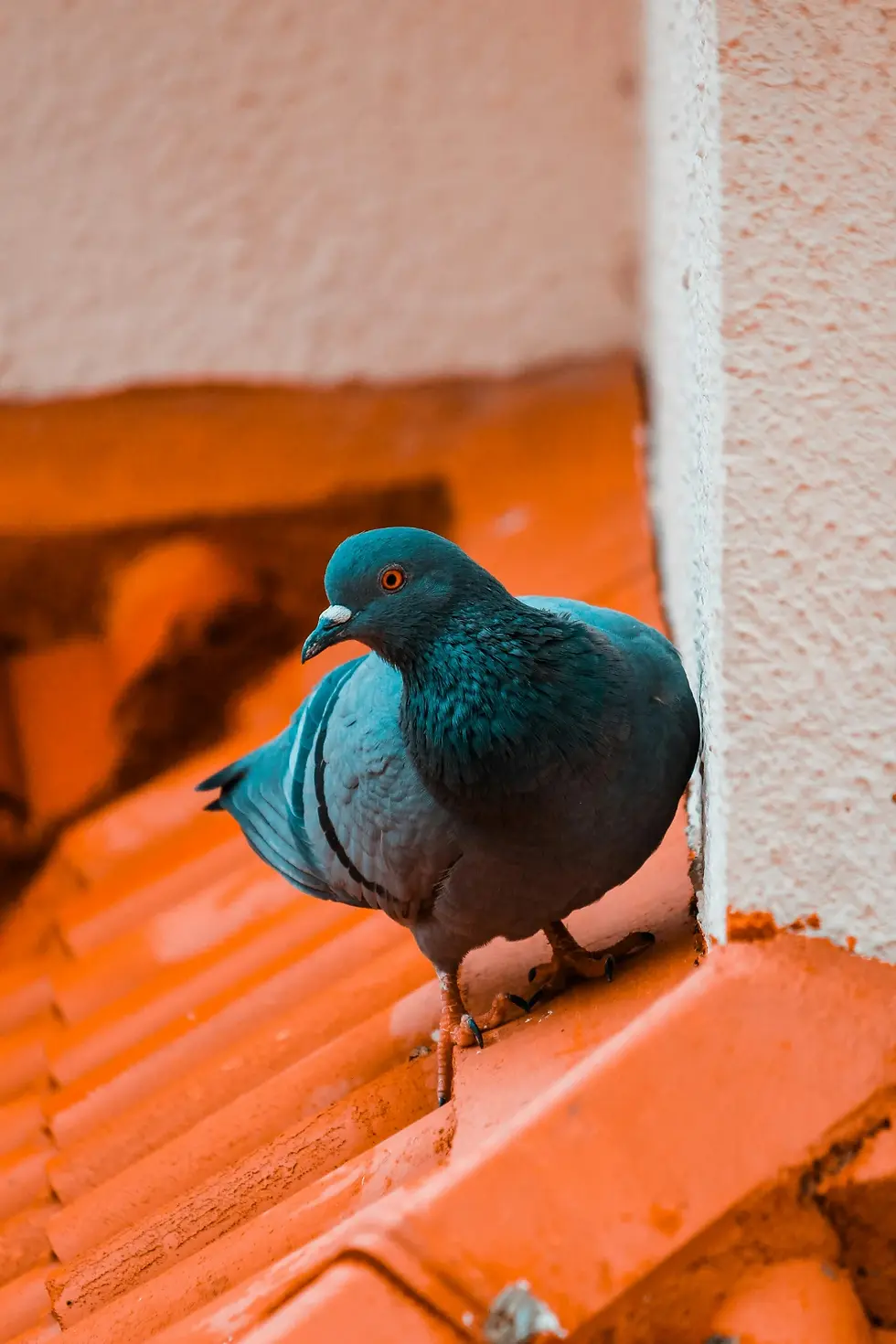 Pigeon Control for Large Facilities: Why Physical Barriers Aren't Enough
