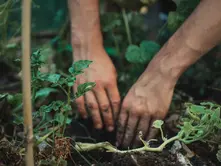 Do Organic Nutrients Really Grow Better Plants? The Science Explained