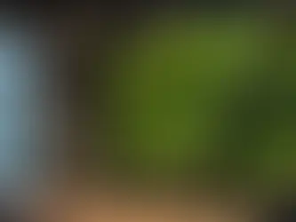 Top 10 Living Wall Systems to Elevate Eco-Friendly Bars in 2024