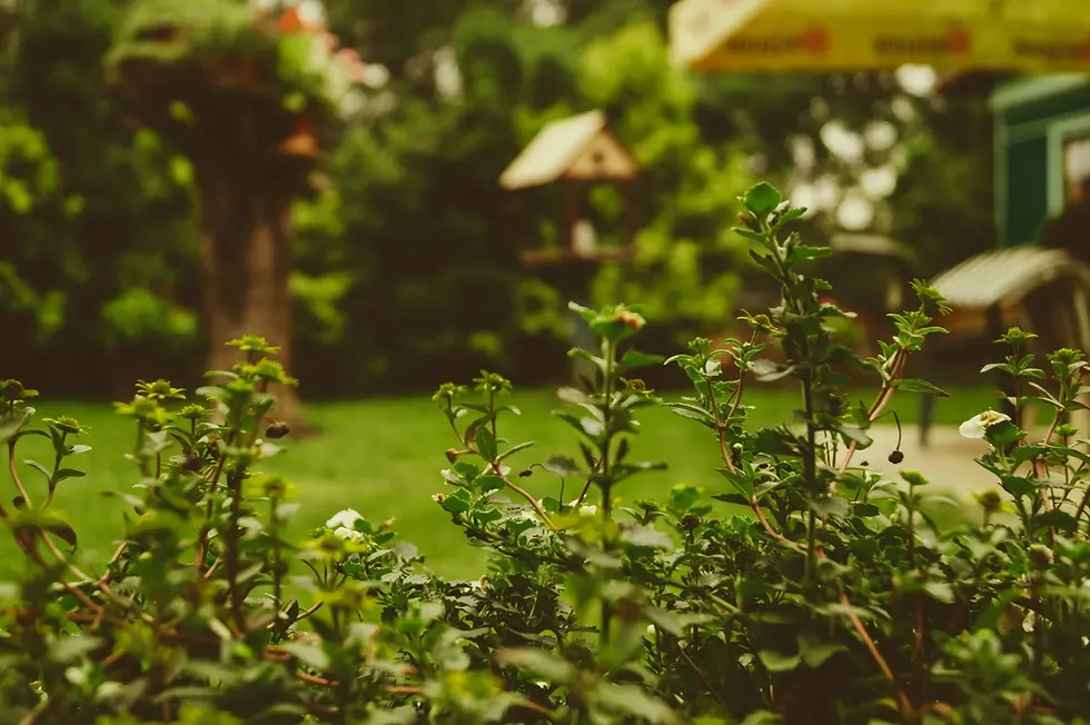 How Regular Yard Upkeep Improves Comfort and Curb Appeal