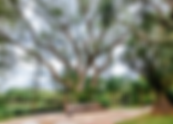When Is the Best Time of Year to Remove a Tree?