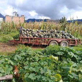 De este lugar provienen la mayor cantidad de verduras que consumo. El productor se llama Hugo, él no usa ningún tipo de químicos y sin ningún intermediario nos vende directamente a los consumidores mediante un sistema de despensas que organizan algunas personas, consumidoras también. Investiga, cerca de donde vives tal vez encuentras un sistema similar. Y si no, siempre puedes organizarlo tú. La ventaja es doble, te alimentas sano y fomentas un tipo de economía que no esclaviza a la madre tierra ni a los productores agrícolas.