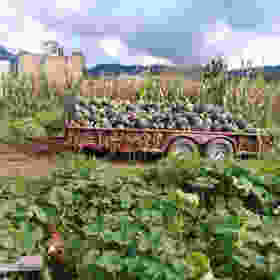 De este lugar provienen la mayor cantidad de verduras que consumo. El productor se llama Hugo, él no usa ningún tipo de químicos y sin ningún intermediario nos vende directamente a los consumidores mediante un sistema de despensas que organizan algunas personas, consumidoras también. Investiga, cerca de donde vives tal vez encuentras un sistema similar. Y si no, siempre puedes organizarlo tú. La ventaja es doble, te alimentas sano y fomentas un tipo de economía que no esclaviza a la madre tierra ni a los productores agrícolas.
