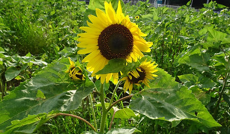 DSC00776.JPG