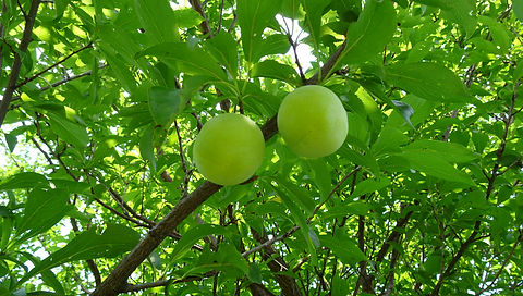 DSC00701.JPG