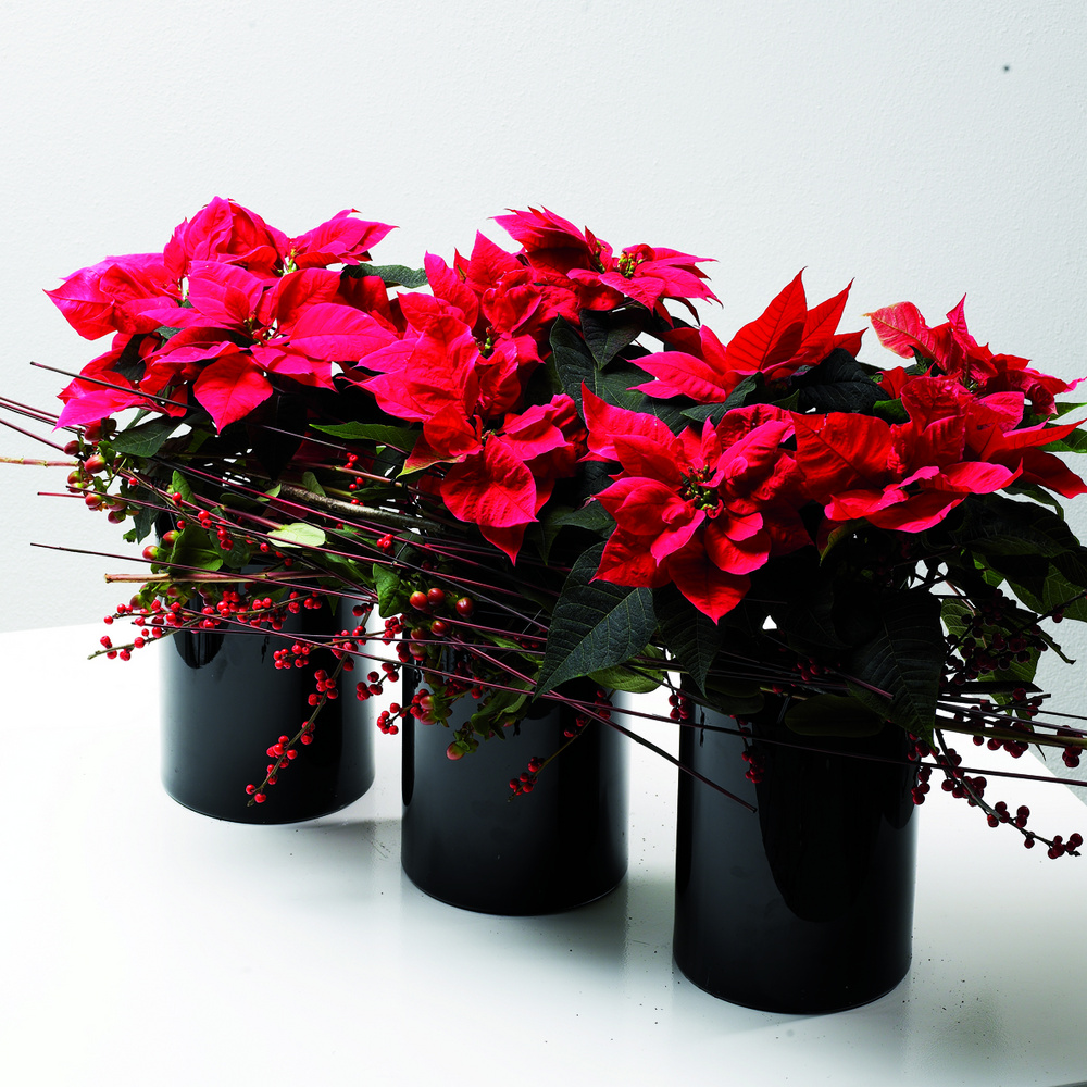 MINI POINSETTIA harstergreenhouses