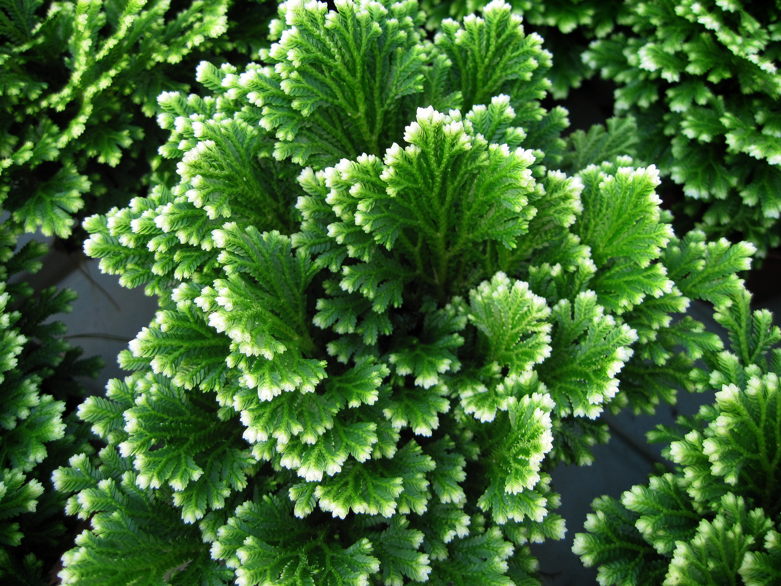 FROSTY FERN harstergreenhouses