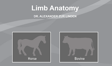 Limb Anatomy - Google Chrome 25_01_2022 02_28_15.png