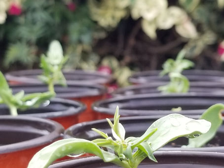 Bladderpods are up!