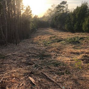 Vegetation Management_02.jpeg