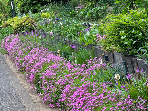 百花繚乱の竹山団地①