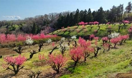3月は青葉区の桃源郷「花桃の丘」へ🎵