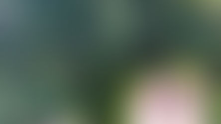 百花繚乱の竹山団地②