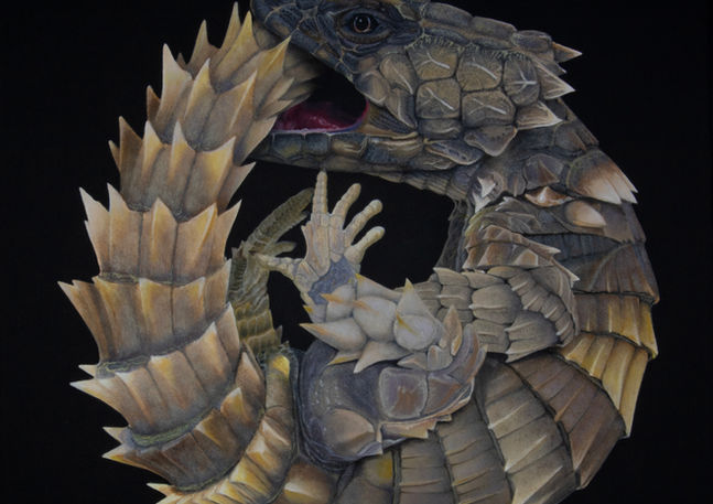 Armadillo Girdled Lizard