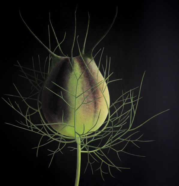 Love-in-a-mist [Nigella damascena] Acrylic on canvas 50x50cm