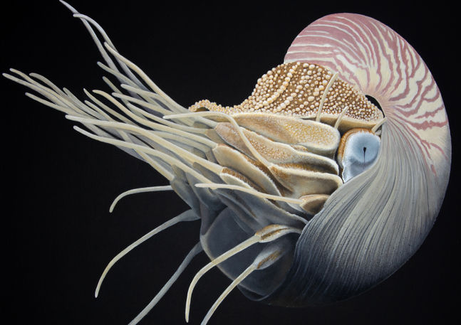 Chambered Nautilus