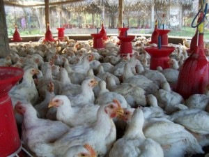 Pollo de 2.2 kilos