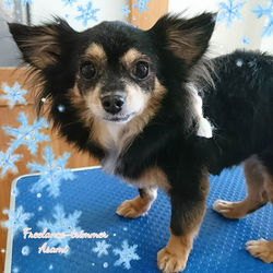 フリートリマーAsami　出張　トリミング　トリマー　チワワ