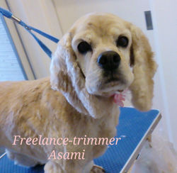 フリートリマーAsami　出張　トリミング　トリマー　アメリカンコッカースパニエル