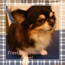 フリートリマーAsami　出張　トリミング　トリマー　チワワ
