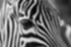 zebra-stripes-black-and-white-zoo-39245.jpeg