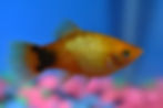 sunset micky platy.jpg