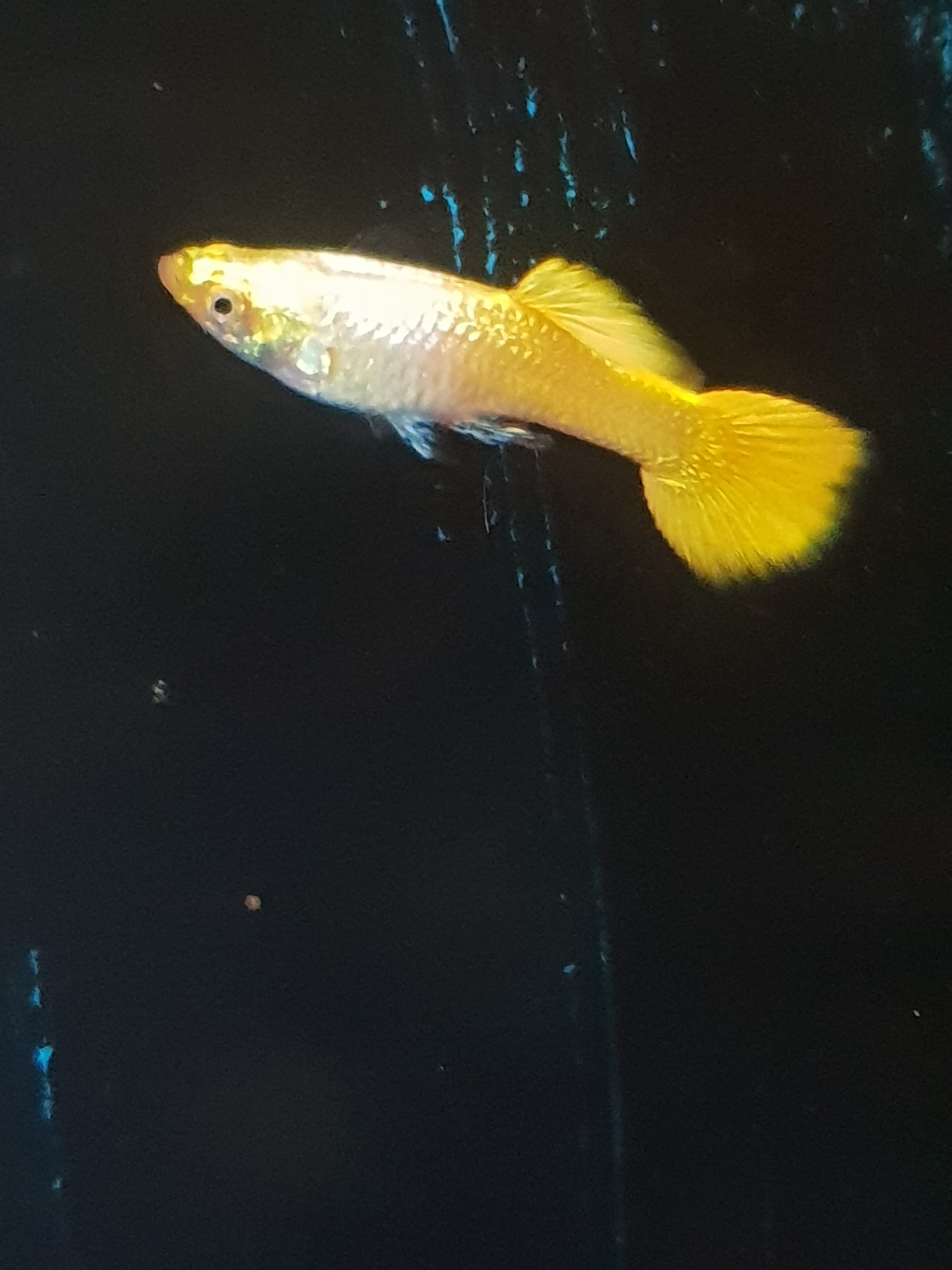 silver and gold male guppy 3cm+ Fishfarmdirect