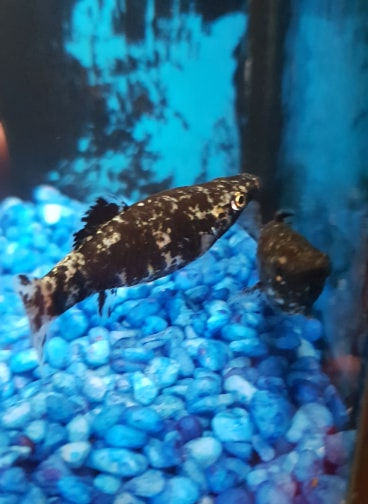 Thumbnail: 10 black marble mollys 4.5cm