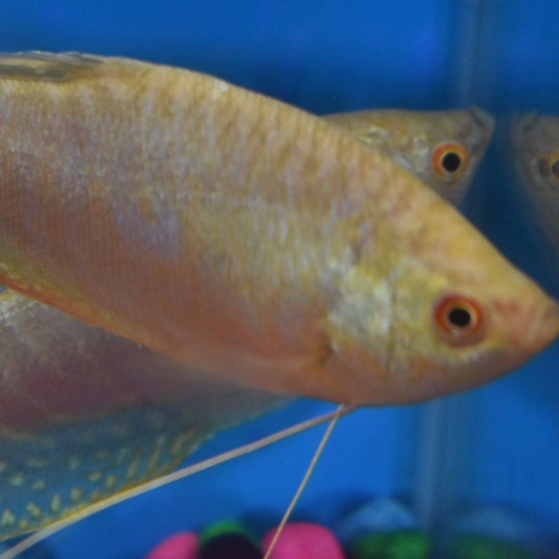 7cm platinum gouramie