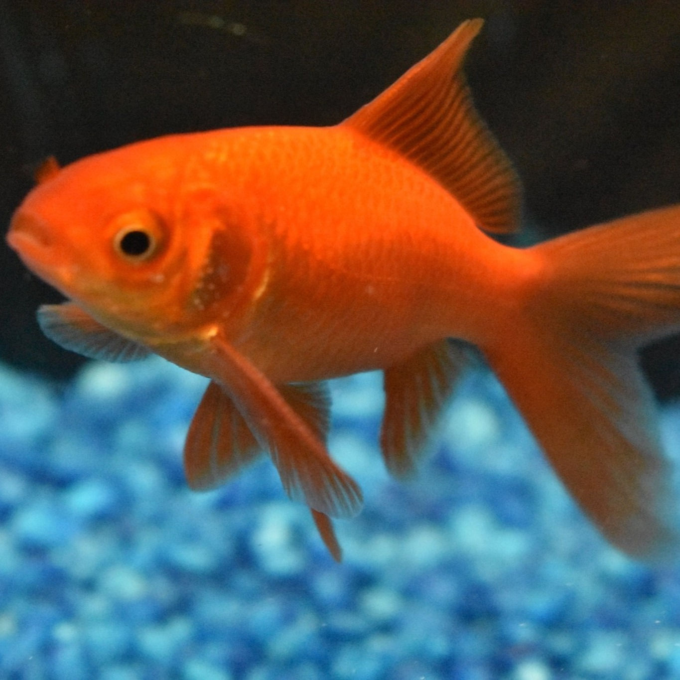 12 t0 13cm red comet