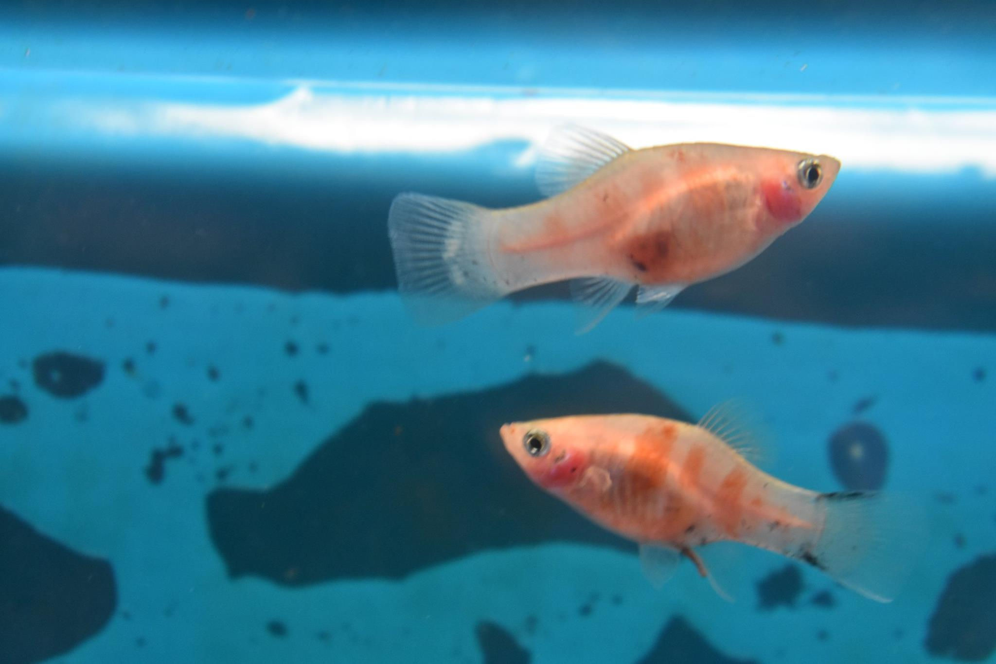 Pair of tiger platys