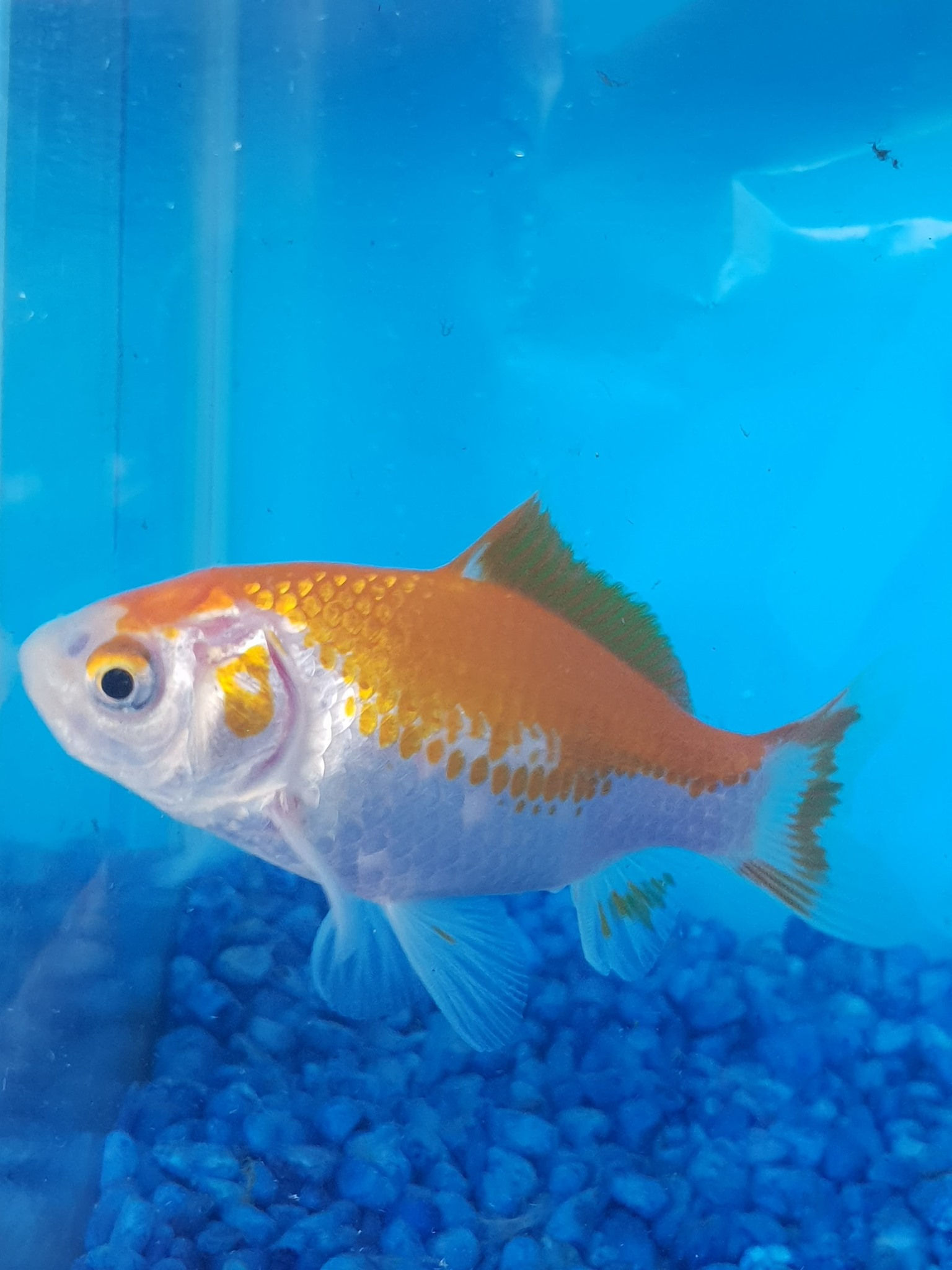 silver and gold comet 5cm