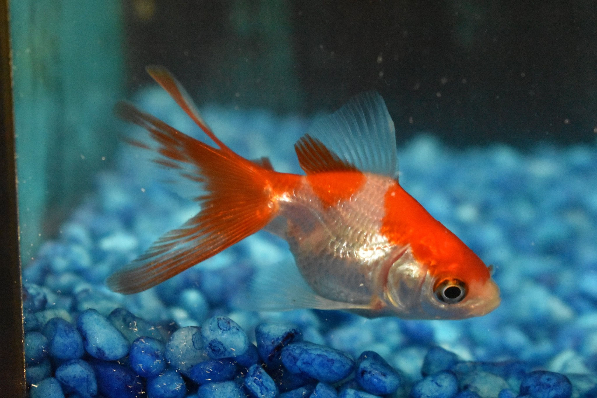 red and white lontail 5 cm rhyukin