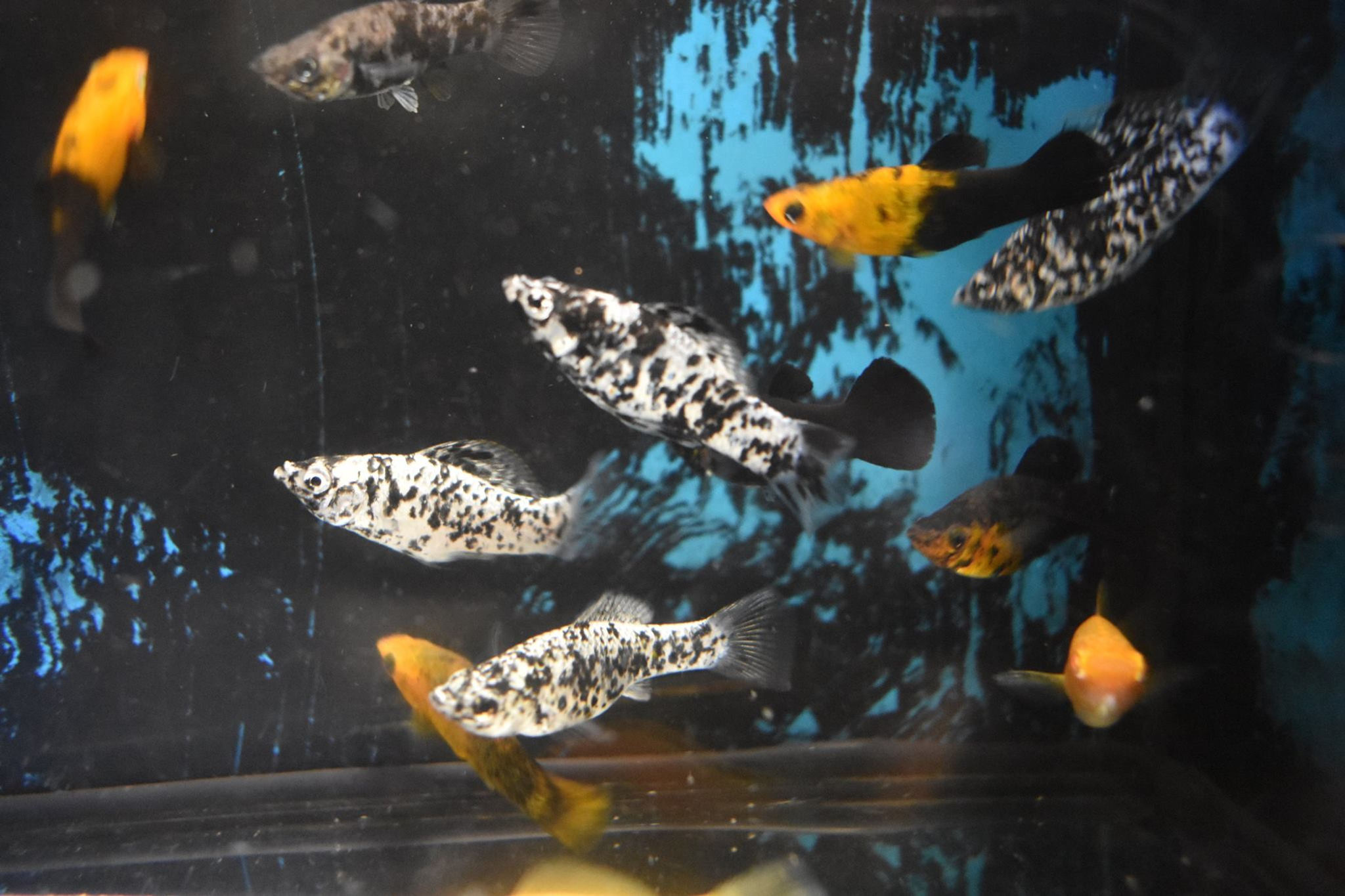 assorted mini mollys 3 to 4cm