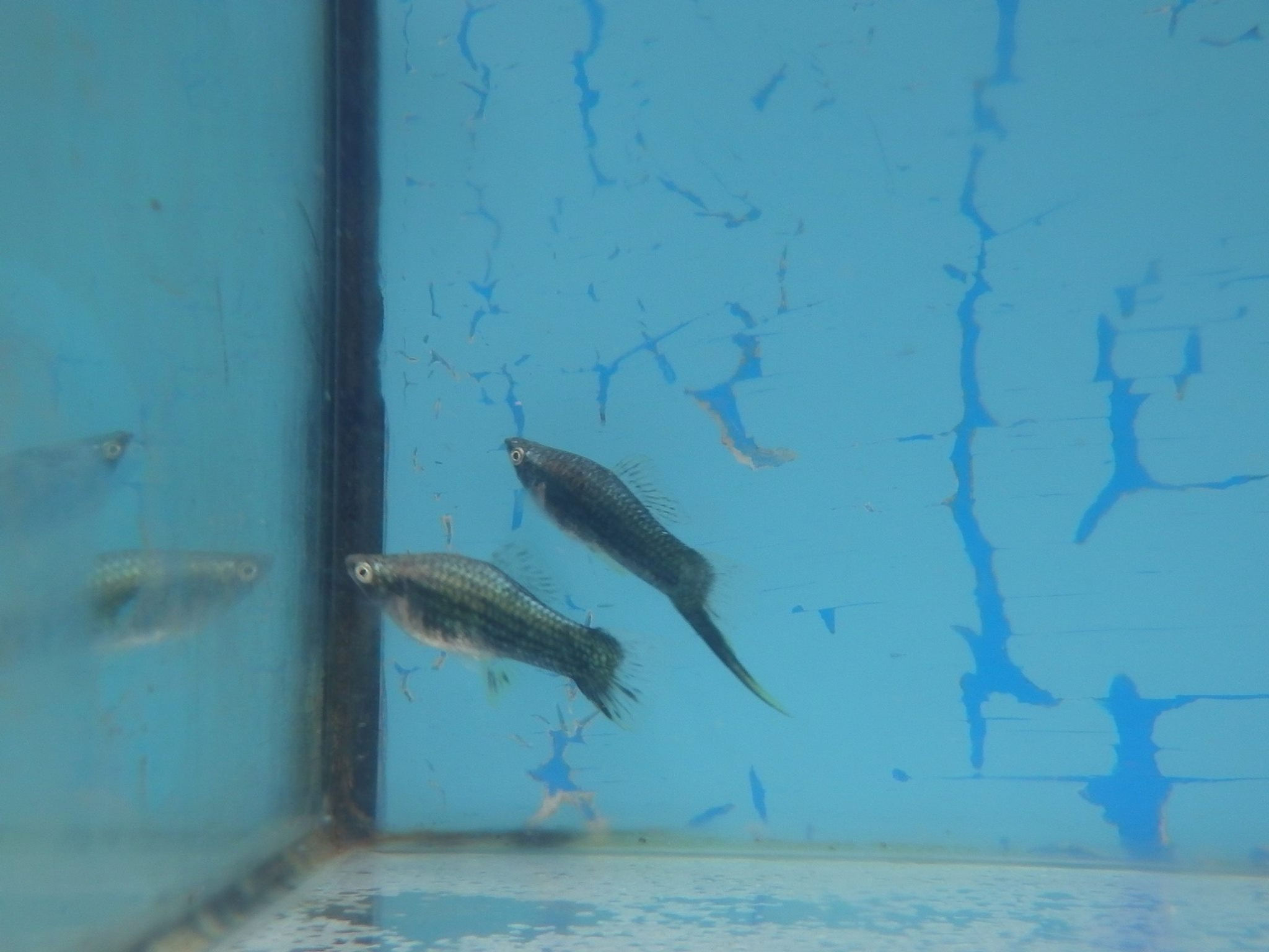 a pair black neon swords 1m1f