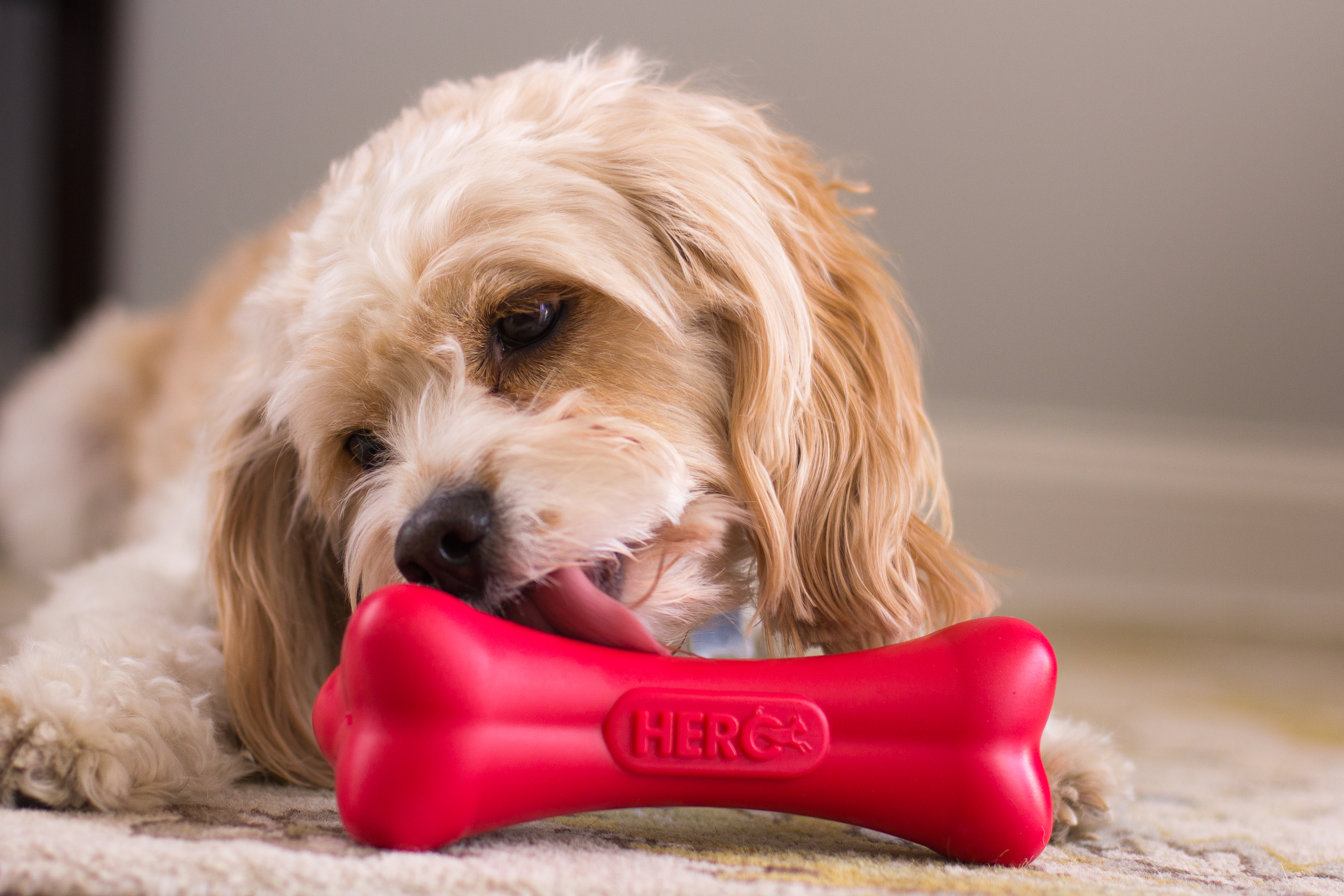 Игрушка для собак. Pet toy. Pet toy. Игрушка "щенок". Собачка.