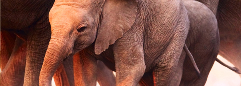 Baby Elephant