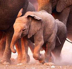 Baby Elephant
