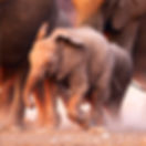 Baby Elefant