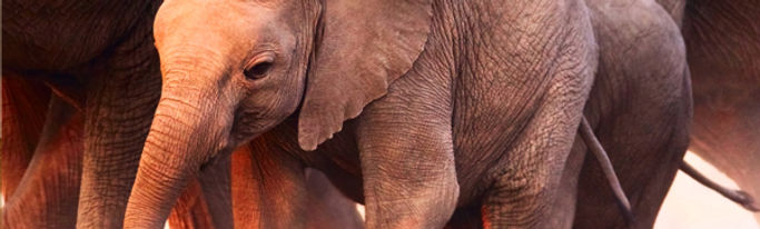 Baby Elephant