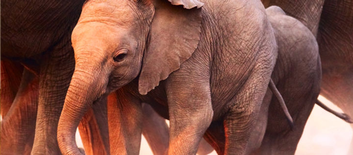 Baby Elephant
